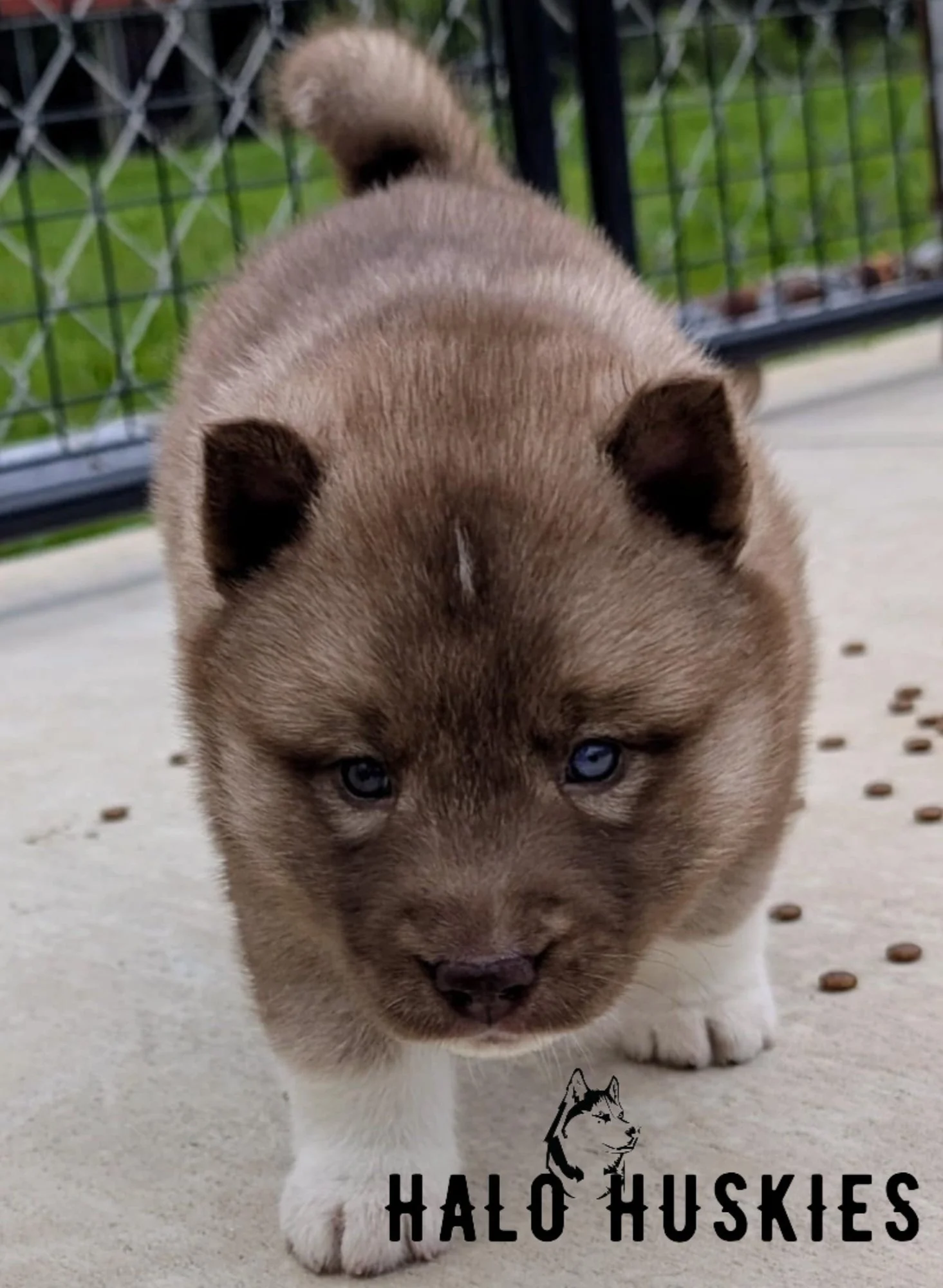 husky Copper Husky Puppy (Onyx's Female #4) (Reserved) — Halo Huskies